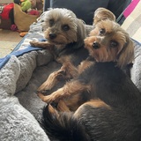 Entry image for Sugar and Cinnamon 