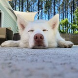 Entry image for Aruna