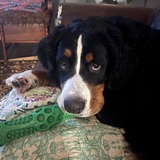 Entry image for Gracie