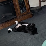 Entry image for Tickles