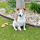 Entry image for Dixie