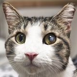 Entry image for Otis