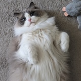 Entry image for Blueberry 