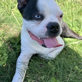 Entry image for Azul