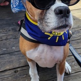 Entry image for Trixie