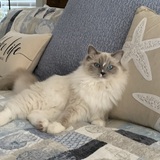 Entry image for Lily 