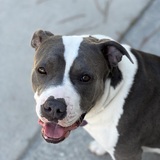 Entry image for Peppa