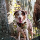 Entry image for Olive