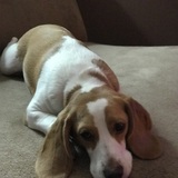 Entry image for Cheenie