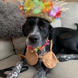 Entry image for Waffles