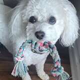 Entry image for Jovey