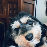 Entry image for Sammie