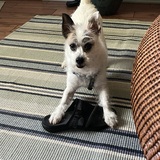 Entry image for BODHI