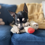 Entry image for Frida 