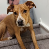 Entry image for Ahri