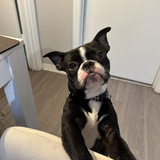 Entry image for Prince