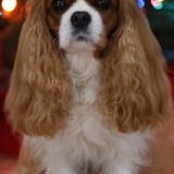 Entry image for Bowen 