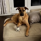 Entry image for Hattie