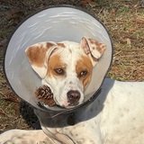 Entry image for Penny