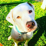 Entry image for Chase