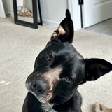 Entry image for Ollie