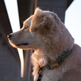 Entry image for Scout