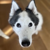 Entry image for Mieko the Wolf