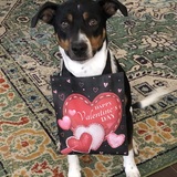 Entry image for Basil 