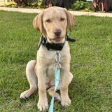 Entry image for Archer 