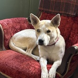 Entry image for Ophelia 