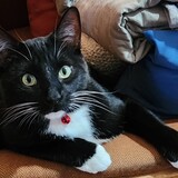 Entry image for Benny