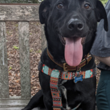 Entry image for Frodo