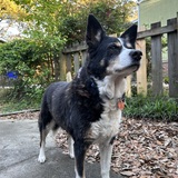 Entry image for Sadie