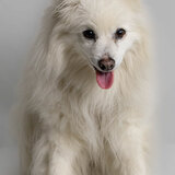 Entry image for Misha