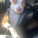 Entry image for Tanner