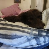 Entry image for Duck