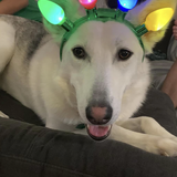 Entry image for Brooklyn 