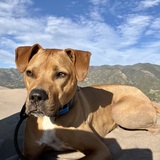 Entry image for Harvey