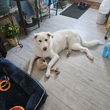 Entry image for Asher