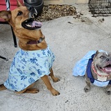 Entry image for Chief & Tinkerbell