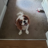 Entry image for Daisy