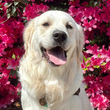 Entry image for Roman