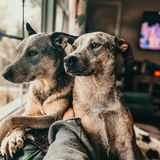 Entry image for Maddi + Koonya