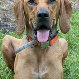 Entry image for Hank 