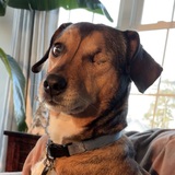 Entry image for Sammy