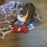 Entry image for Phoenix