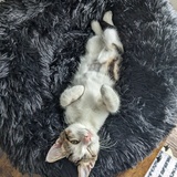 Entry image for Beignet