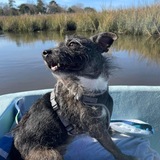 Entry image for Rocky 