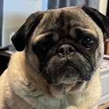 Entry image for Percy