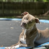 Entry image for Rexton